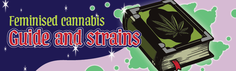 Feminized Cannabis Seeds – The Queens of Your Grow Feminized Cannabis Seeds – The Queens of Your Grow